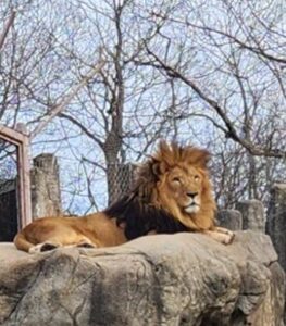Franklin Park Zoon lion.